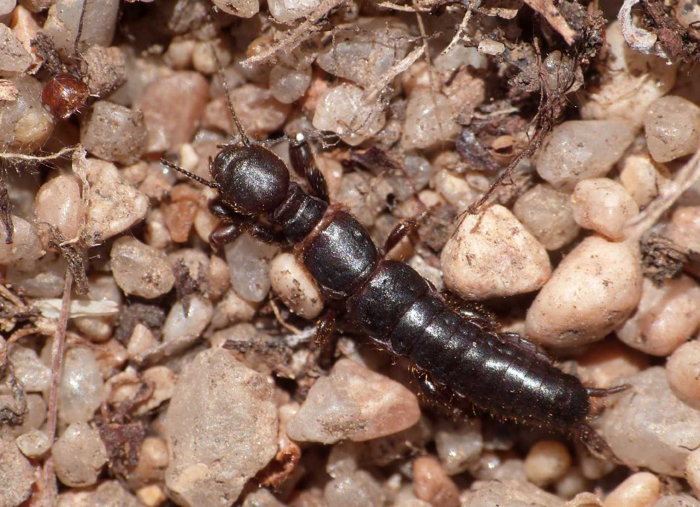 Embiottero gigante